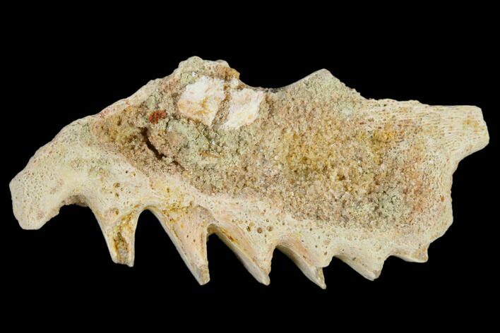 Cretaceous Lungfish (Ceratodus) Tooth Plate - Morocco #115272